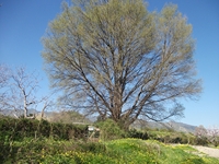cantara Calatabiano18032012 037